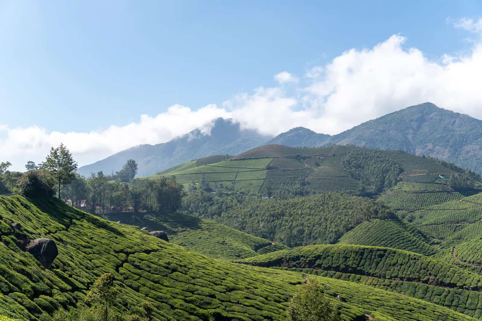 Munnar, India